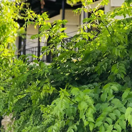 Nehir Dalyan Boutique